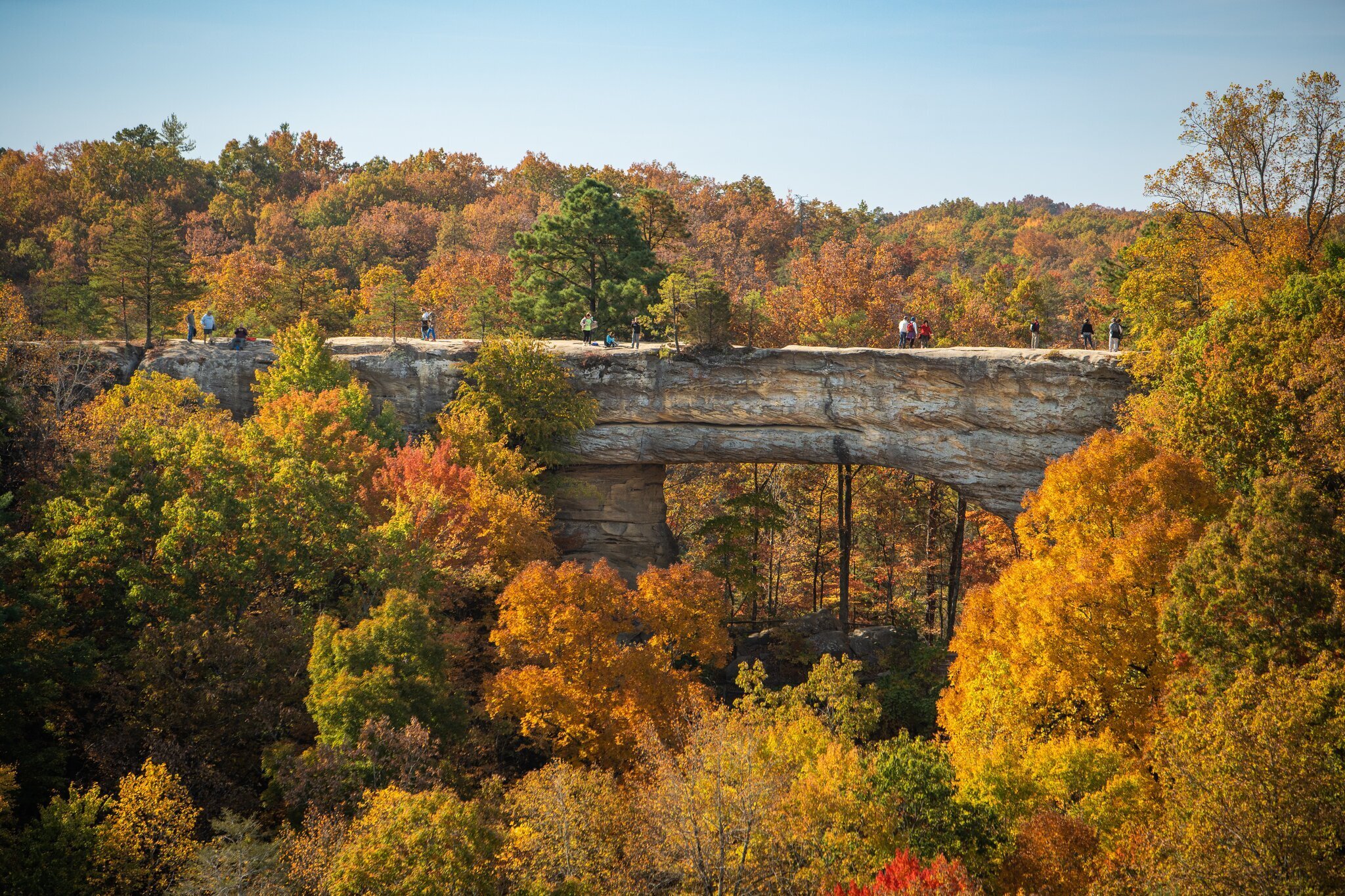 Fall foliage surrounding Natural Bridge within Red River Gorge Geologic Area. 