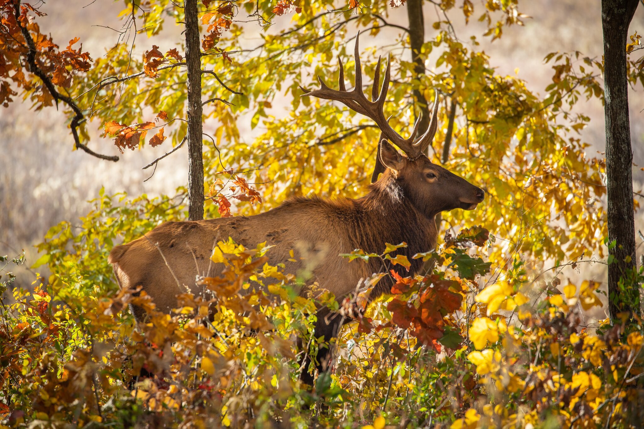 An elk surrounded by fall foliage at Elk & Bison Prairie within Land Between the Lakes National Recreation Area.