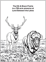 Elk & Bison Prairie at Land Between the Lakes