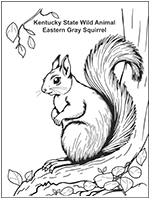 Kentucky State Wild Animal Eastern Gray Squirrel