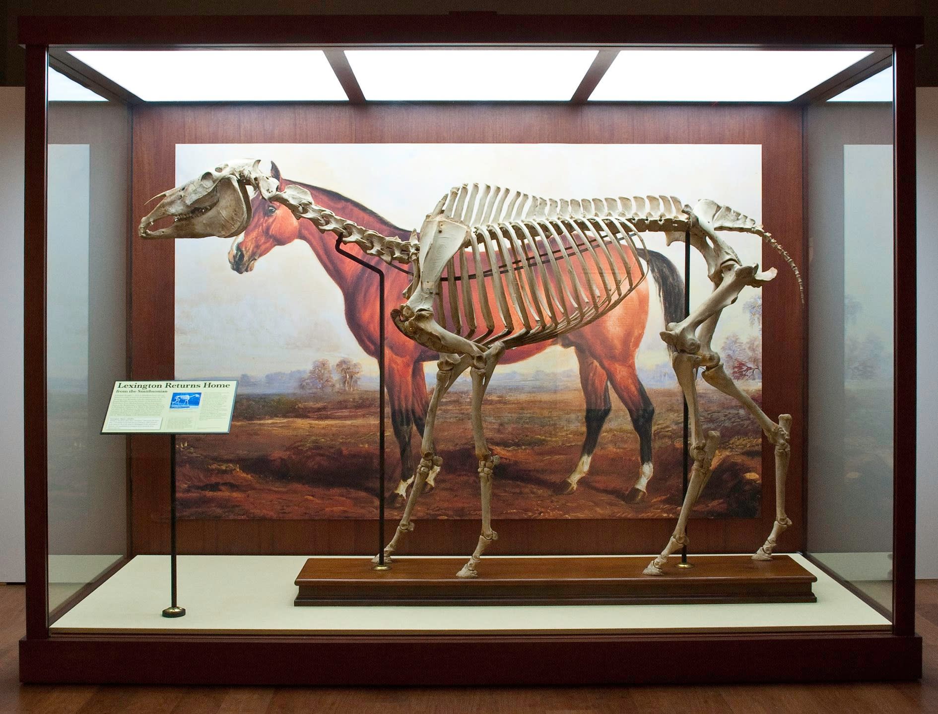 Explore | International Museum of the Horse