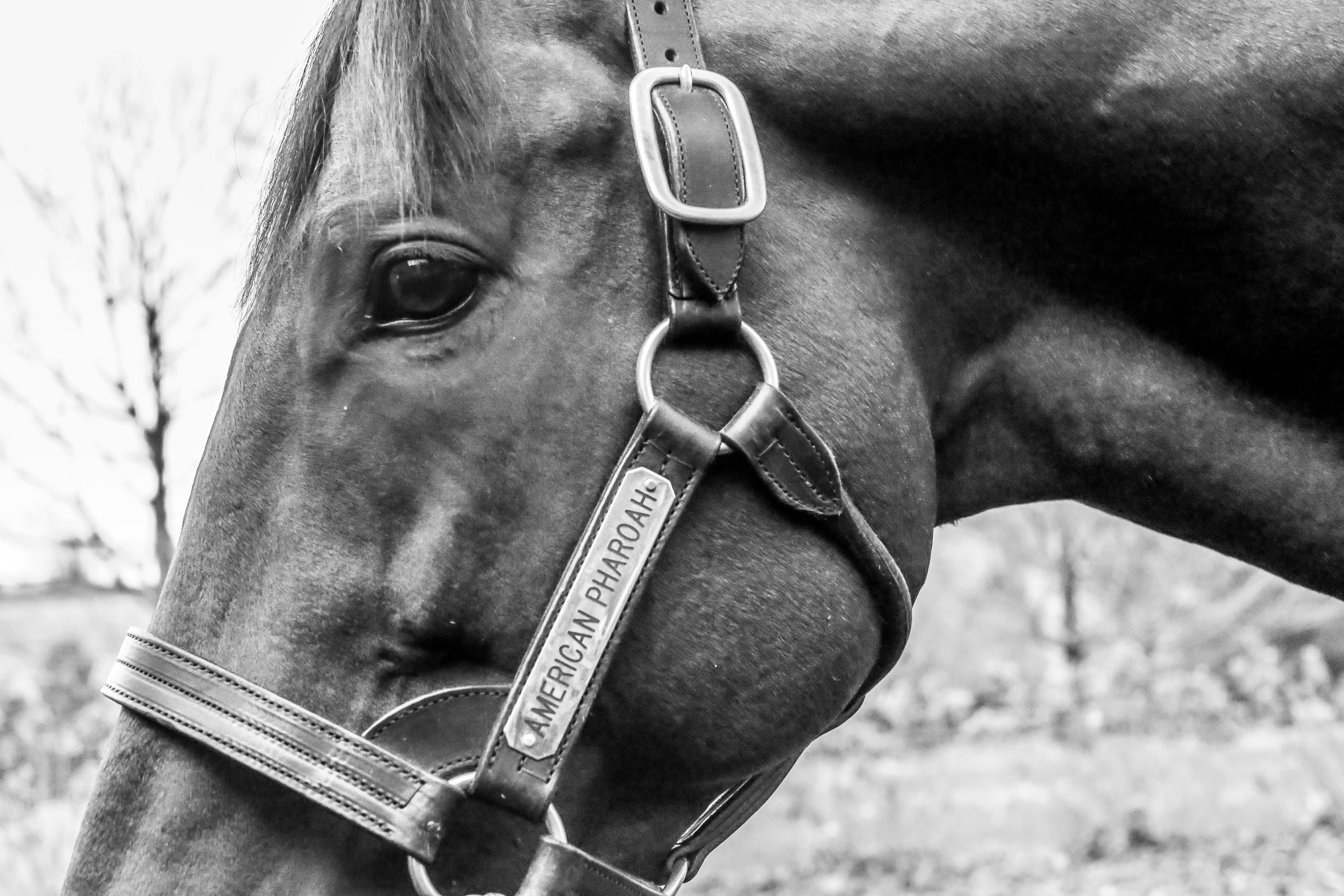 Explore | Coolmore Stud at Ashford Farm