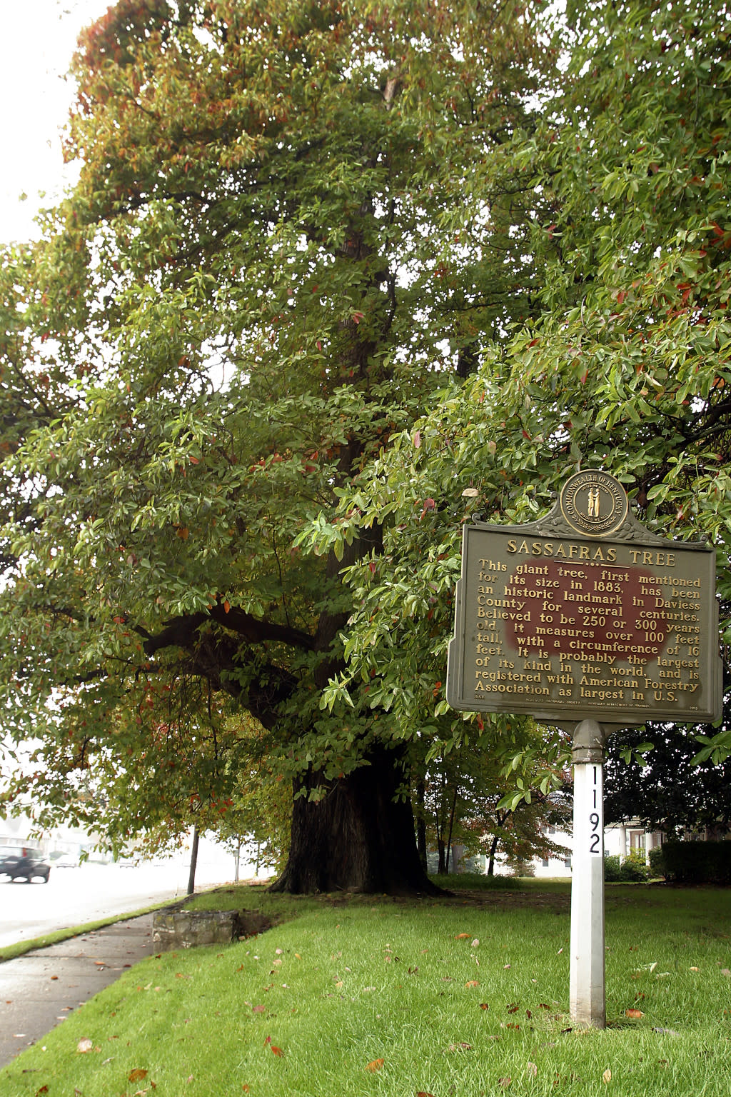 Explore | Owensboro's Sassafras Tree